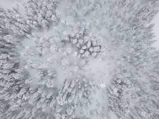 Aerial view of a forest covered with fresh snow after a snowfall in Karelia, northwest Russia
