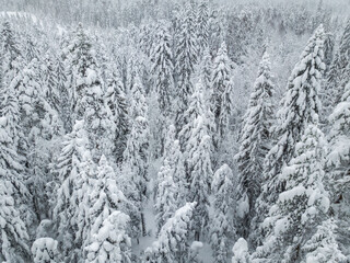 Aerial view of a forest covered with fresh snow after a snowfall in Karelia, northwest Russia