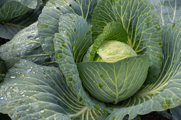 Fresh ground-cabbage close-up. Organic cabbage from the farm. Growing healthy vegetables. Head of...