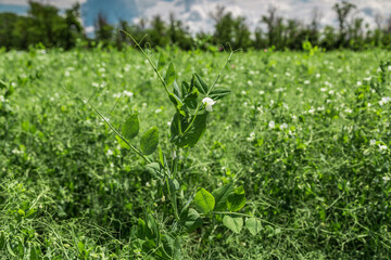 pea plants during flowering with white petals, an agricultural field where green peas grow