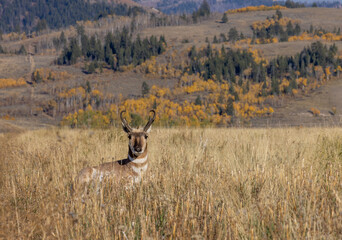 Pronghorn Antelope Buck in Wyoming in Autumn