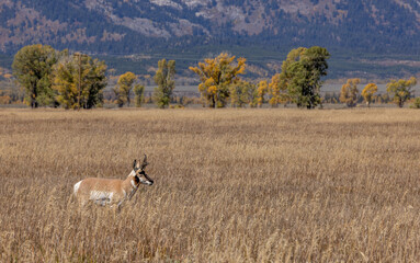 Pronghorn Antelope Buck in Wyoming in Autumn