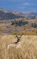Naklejka premium Pronghorn Antelope Buck in Wyoming in Autumn
