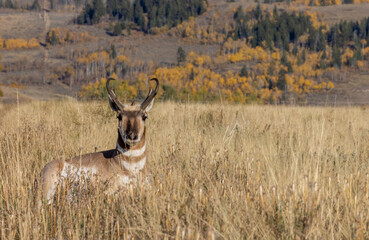 Pronghorn Antelope Buck in Wyoming in Autumn