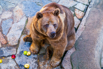Brown bear is sitting and eating  friut in the zoo