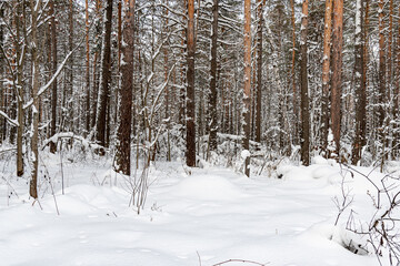 Fototapeta premium Beautiful landscape of winter snowy forest 