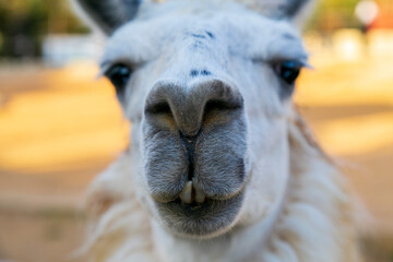 Llama (lama glama) mammal living in the zoo