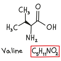 Hand drawn chemical molecular formula of amino acid valine in doodle style isolated