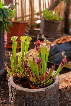 White Pitcher plant, Trumpet Pitcher, Sarracenia, carnivorous plant in a pot in Israel

