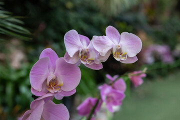 Beautiful pink orchids with a natural blurred colorful background in Israel
