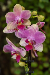 Beautiful pink orchids with a natural blurred colorful background in Israel
