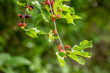 Close up on fresh mulberry on the tree branch.