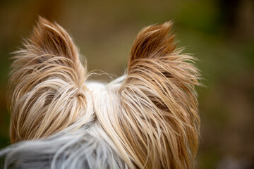 Back view of the back of the head of a Yorkshire Terrier dog looking far away.