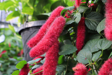 Red fluffy tufts on a Chenille plant