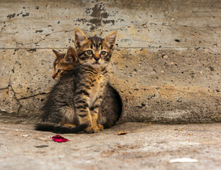 adorable kittens playing together. cute Kittens outdoor.
