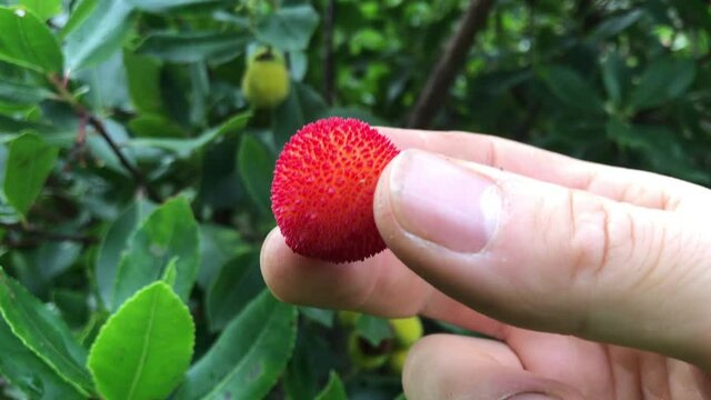 Arbutus unedo is an evergreen shrub or small tree in the flowering plant family Ericaceae native to the Mediterranean region and western Europe. The tree is well known for its fruit, which bear some r