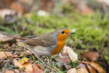 Garden Birds. Robin Erithacus rubecula in the wild