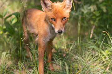 Portrait of a red fox Vulpes vulpes