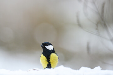 Obraz na płótnie Canvas Great tit, Parus major, sitting in the snow in a snowy forest