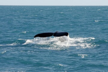 caravelas, bahia, brazil - october 22, 2012: humpback whale is seen in the Abrolho marine park area in southern Bahia. - obrazy, fototapety, plakaty