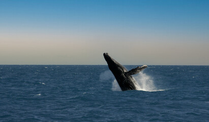 caravelas, bahia, brazil - october 22, 2012: humpback whale is seen in the Abrolho marine park area in southern Bahia. © Joa Souza