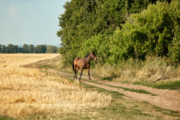 Horse on a country road. On one side of the road is a mown field, on the other there are tall bushes