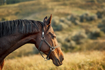 Horse muzzle close up. The color of the horse is red.