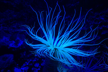 Sea anemone on a coral reef