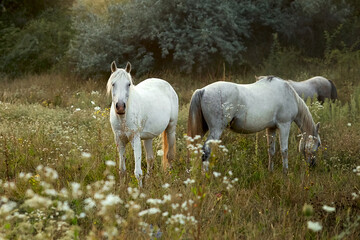 Obraz na płótnie Canvas Horses graze in the meadow. White horse looks into the camera. Selective focus