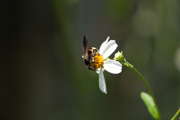 A macro shot of the head and shoulders and wings of a Scoliid wasp feeding on the nectar of a single white and yellow Bidens alba Florida wild flower.
