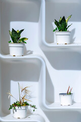 White plastic shelf with four pots in different foliation status