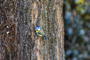 Mésange bleu sur un arbre