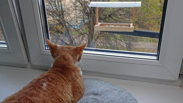 Red cat devon rex sits on the windowsill by the window and watches the birds feeding in the bird feeder installed outside
