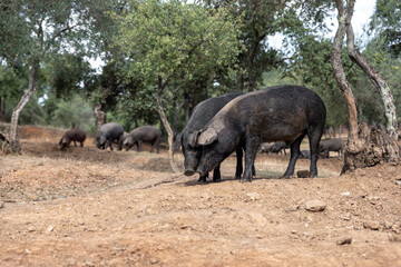 Fototapeta premium A group of Iberian pigs on the farm
