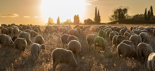 Herd of sheep and goats on the transhumance passing through Madrid
