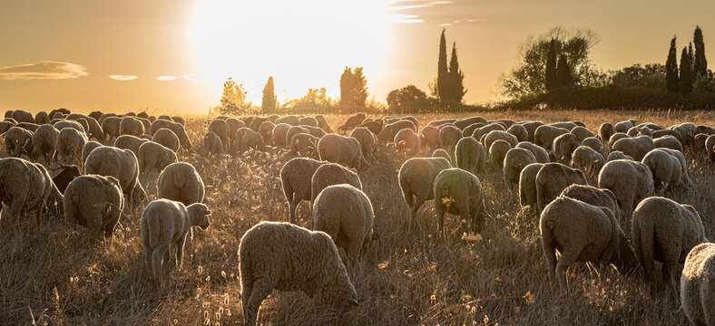 Herd of sheep and goats on the transhumance passing through Madrid
