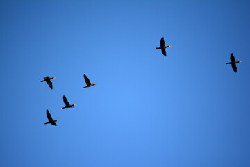 Klucz ptaków leci na niebieskim tle w zimie. - obrazy, fototapety, plakaty