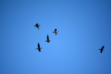 Fototapeta Klucz ptaków leci na niebieskim tle w zimie. obraz