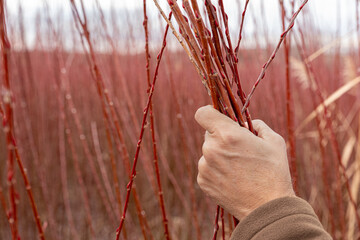 Landscape of wicker sown in the field