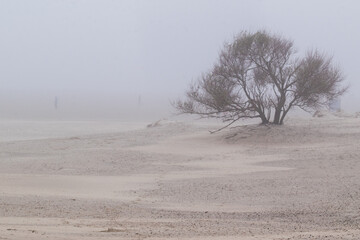 Spaziergang am Sandstrand der Nordseeinsel Borkum mit seinem gesunden Reizklima. Einzelner Baum im...