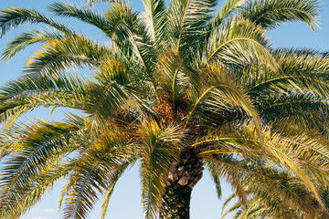 Green foliage of palm crown against blue sky