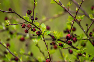 red berries on a tree