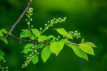 Fototapeta na wymiar green leaves on a branch with small white flower buds