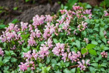 Fototapeta premium pink flowers in a garden