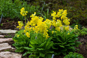 yellow flowers in the garden