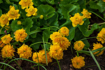 yellow flowers in the garden