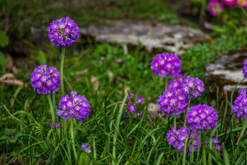 purple flowers in the garden