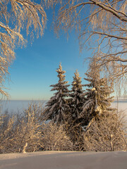 trees in winter