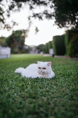 Portrait of a persan cat while he is relaxing in the garden