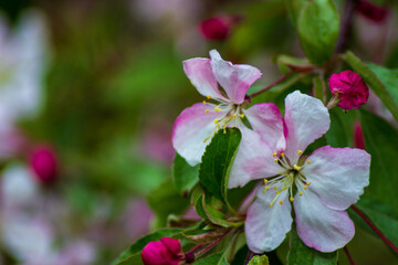 Obraz na płótnie Canvas pink and white apple flowers